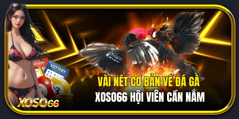 Giới thiệu vài nét cơ bản về đá gà xố66 hội viên cần nắm